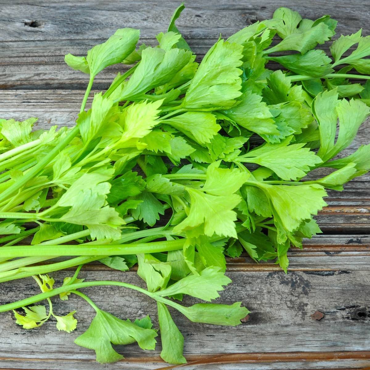 celery