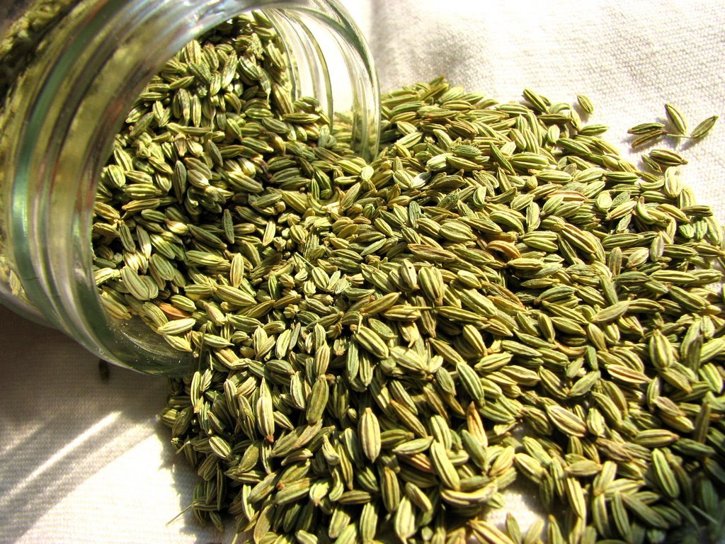 fennel